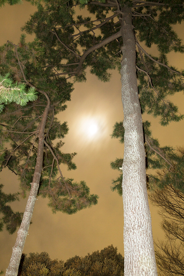 a picture of trees against an eerie orange sky.